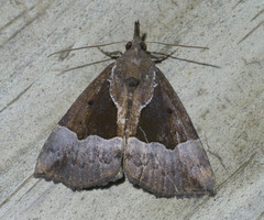 Hypena bijugalis