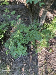 Symphoricarpos orbiculatus