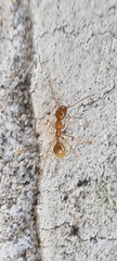 Aphaenogaster