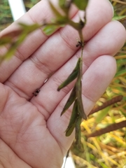 Chamaecrista fasciculata