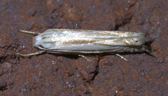 Polyhymno luteostrigella