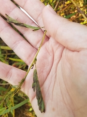 Chamaecrista fasciculata