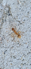 Aphaenogaster
