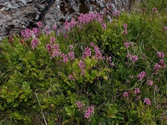 Erica spiculifolia