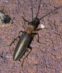 Oxycopis mimetica