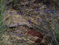 Comesperma volubile