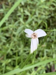Rhynchospora colorata