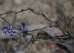 Comesperma volubile