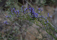 Comesperma volubile