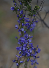 Comesperma volubile