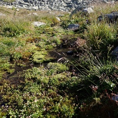 Micranthes stellaris