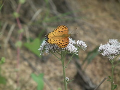 Argynnis hyperbius