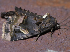Homophoberia apicosa