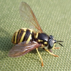 Chrysotoxum arcuatum