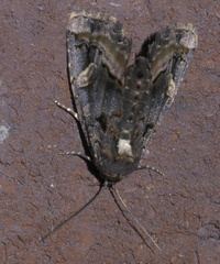 Homophoberia apicosa