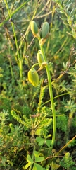 Albuca cooperi