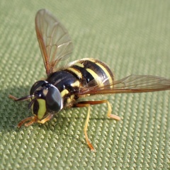 Chrysotoxum arcuatum