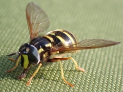 Chrysotoxum arcuatum