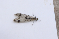 Dendroleon obsoletus