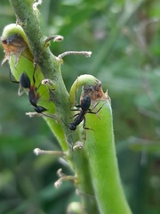 Camponotus compressus