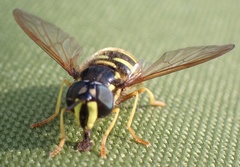 Chrysotoxum arcuatum