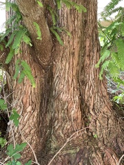 Metasequoia