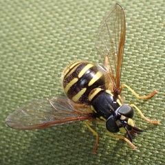 Chrysotoxum arcuatum