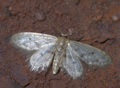 Idaea minuta