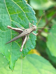 Pirithoicus ophthalmicus