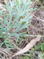 Pelargonium pillansii