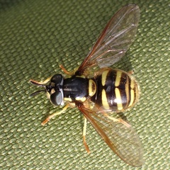 Chrysotoxum arcuatum