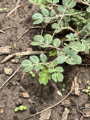 Kallstroemia parviflora