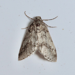 Tephronia lhommaria