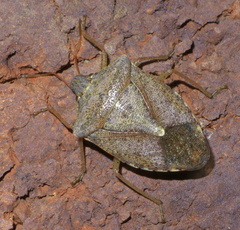Menecles insertus