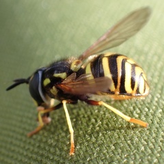 Chrysotoxum arcuatum