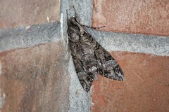 Agrius cingulata