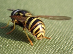 Chrysotoxum arcuatum