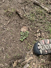 Kallstroemia parviflora