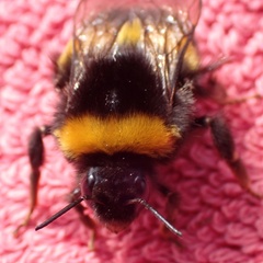 Bombus