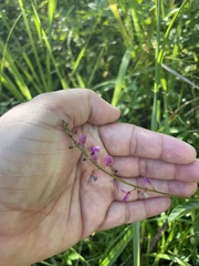 Desmodium incanum