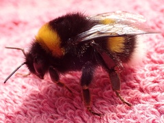 Bombus