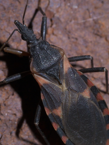 Eastern Bloodsucking Conenose photo 3