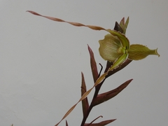 Phragmipedium