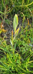 Gladiolus alatus