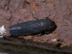 Paraulacizes irrorata
