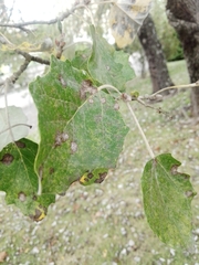 Populus alba