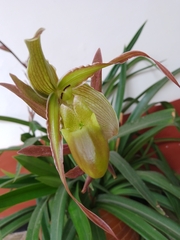Phragmipedium