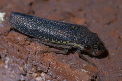 Paraulacizes irrorata