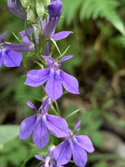 Lobelia amoena