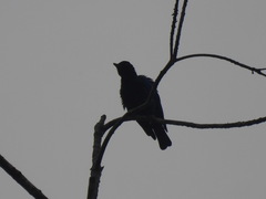 Hylopsar purpureiceps